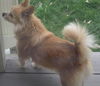 Sierra-ADOPTED