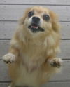 Sierra-ADOPTED