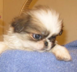 Sari - ADOPTED