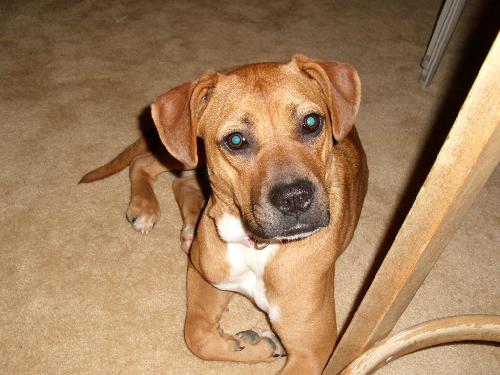 Mindy - ADOPTED