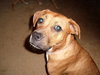 Mindy - ADOPTED