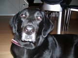 Midnight- Needs Foster Home
