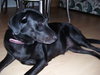 Midnight- Needs Foster Home