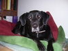 Midnight- Needs Foster Home