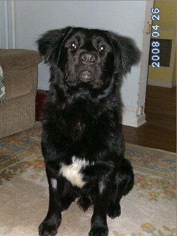 Rex - Adopted