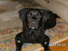 Rex - Adopted