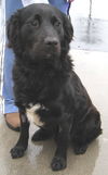 Rex - Adopted