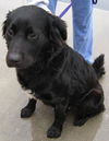 Rex - Adopted