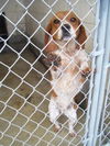 Red - ADOPTED
