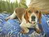 Red - ADOPTED