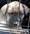 Happy - ADOPTED