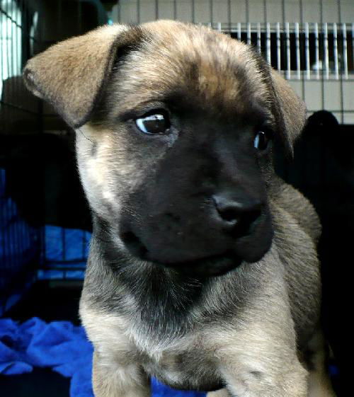 Happy - ADOPTED