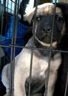 Happy - ADOPTED
