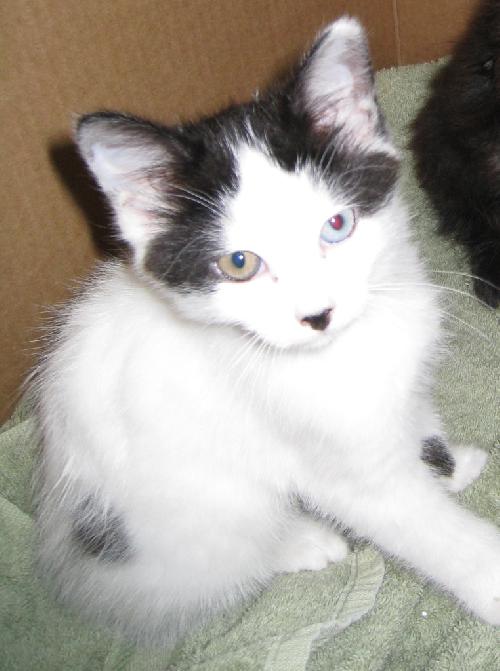 Moo Moo - ADOPTED