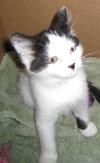 Moo Moo - ADOPTED
