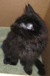 Shadow - ADOPTED