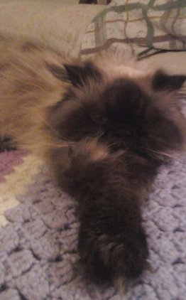Lola - ADOPTED