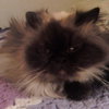 Lola - ADOPTED