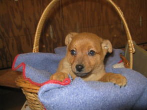 Levi - ADOPTED