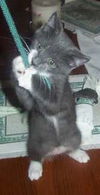 Simon