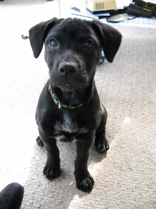 Julep - ADOPTED