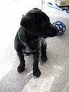 Julep - ADOPTED