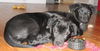Julep - ADOPTED