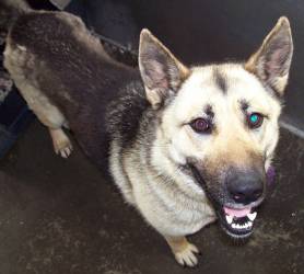 Shannon - Needs Foster Home