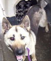 Shannon - Needs Foster Home
