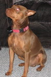 Ozzie
