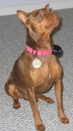 Ozzie