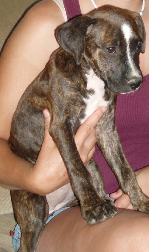 Lola - Puppy