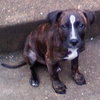 Lola - Puppy