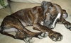 Lola - Puppy