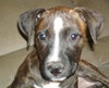 Lola - Puppy