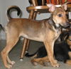 Roxie