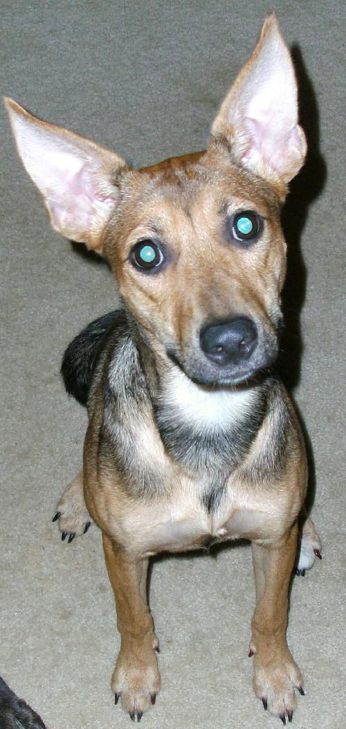 Roxie