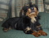 Charlie