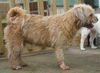 Willow