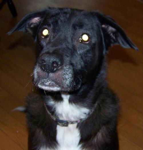 Rosie - URGENT