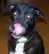 Rosie - URGENT