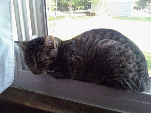 Linus