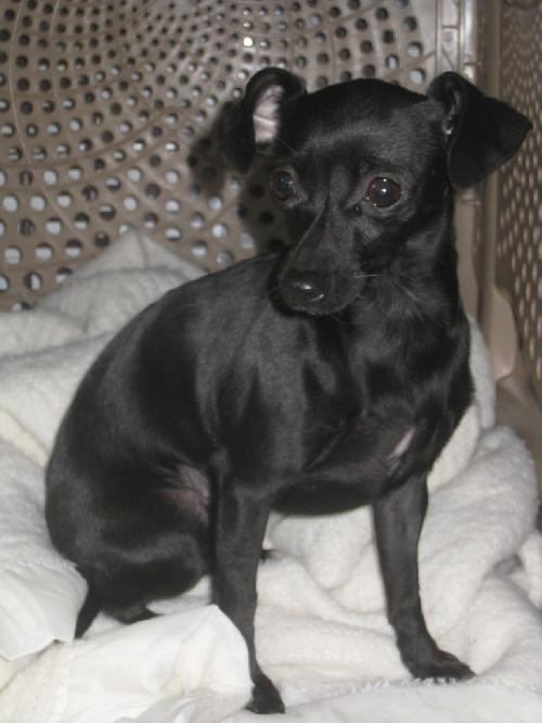 Pepper