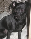 Pepper