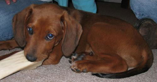 Little Dan