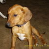 Shiloh