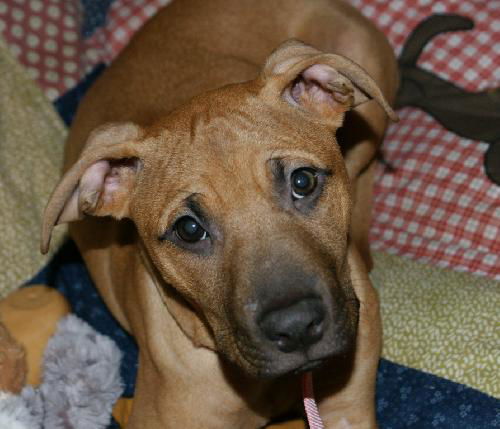 Hershey