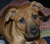 Hershey