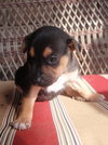 Monty