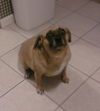 Peanut
